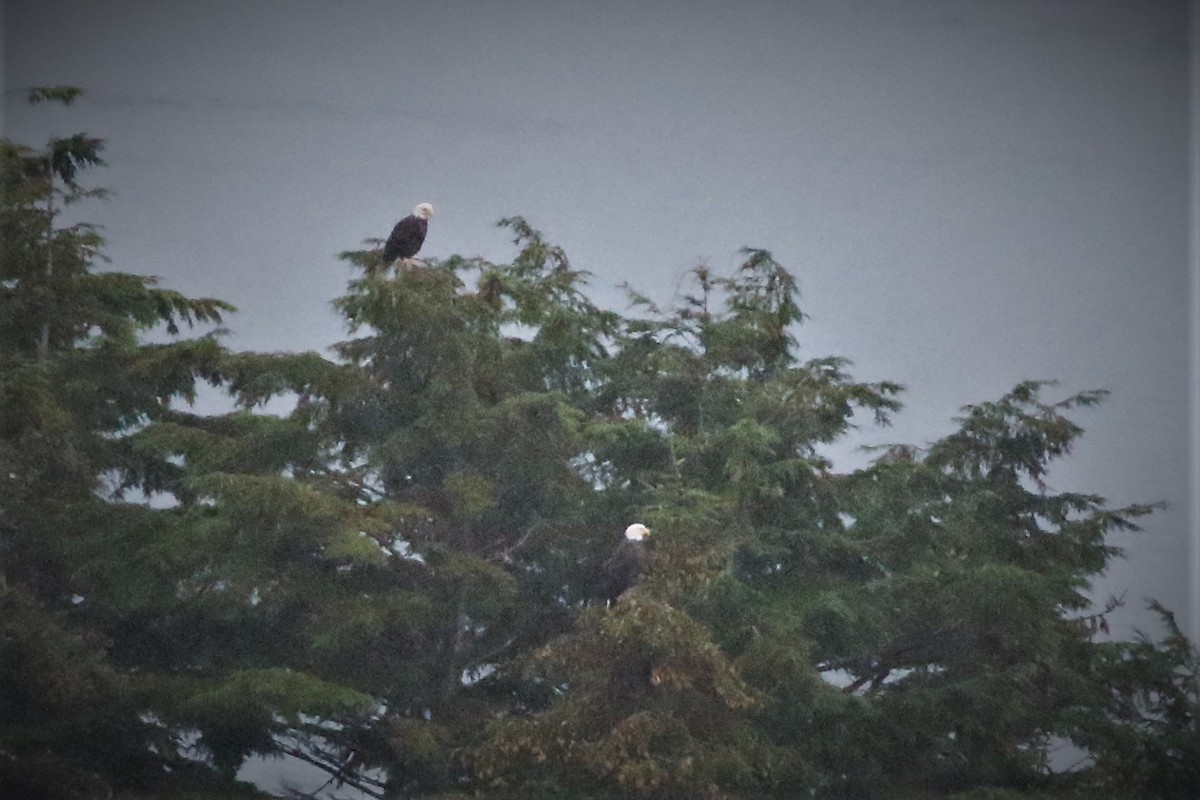 Bald Eagle - ML608952627