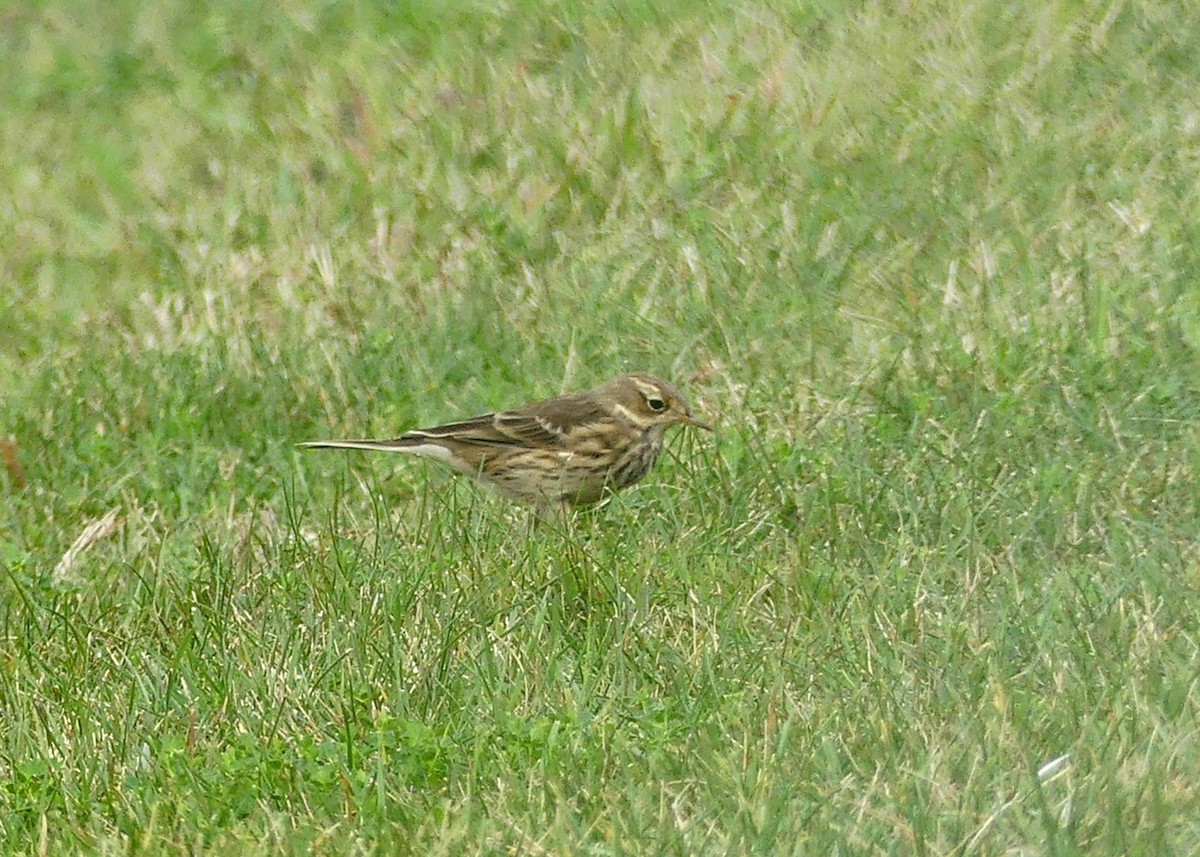 American Pipit - ML608952651