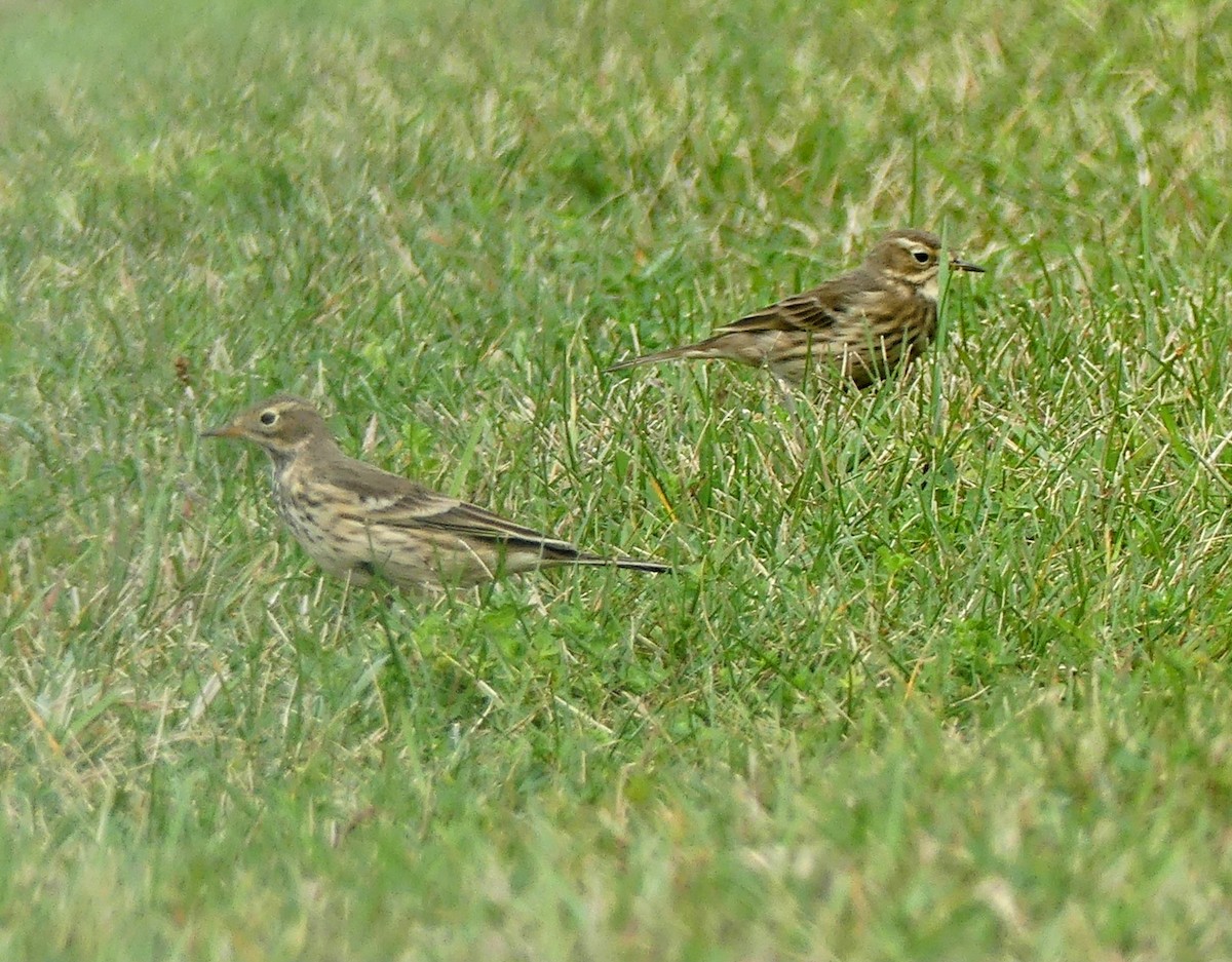 American Pipit - ML608952652