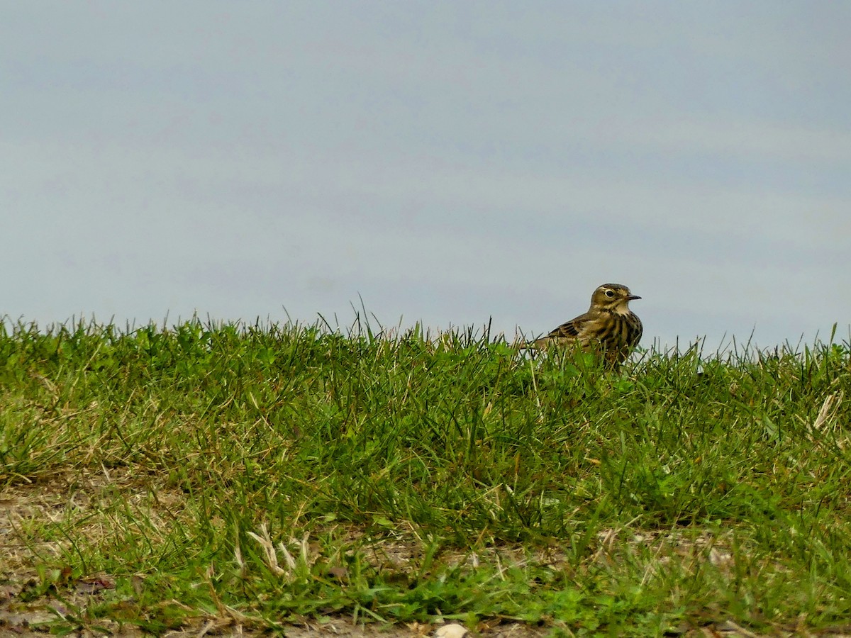 American Pipit - ML608952653