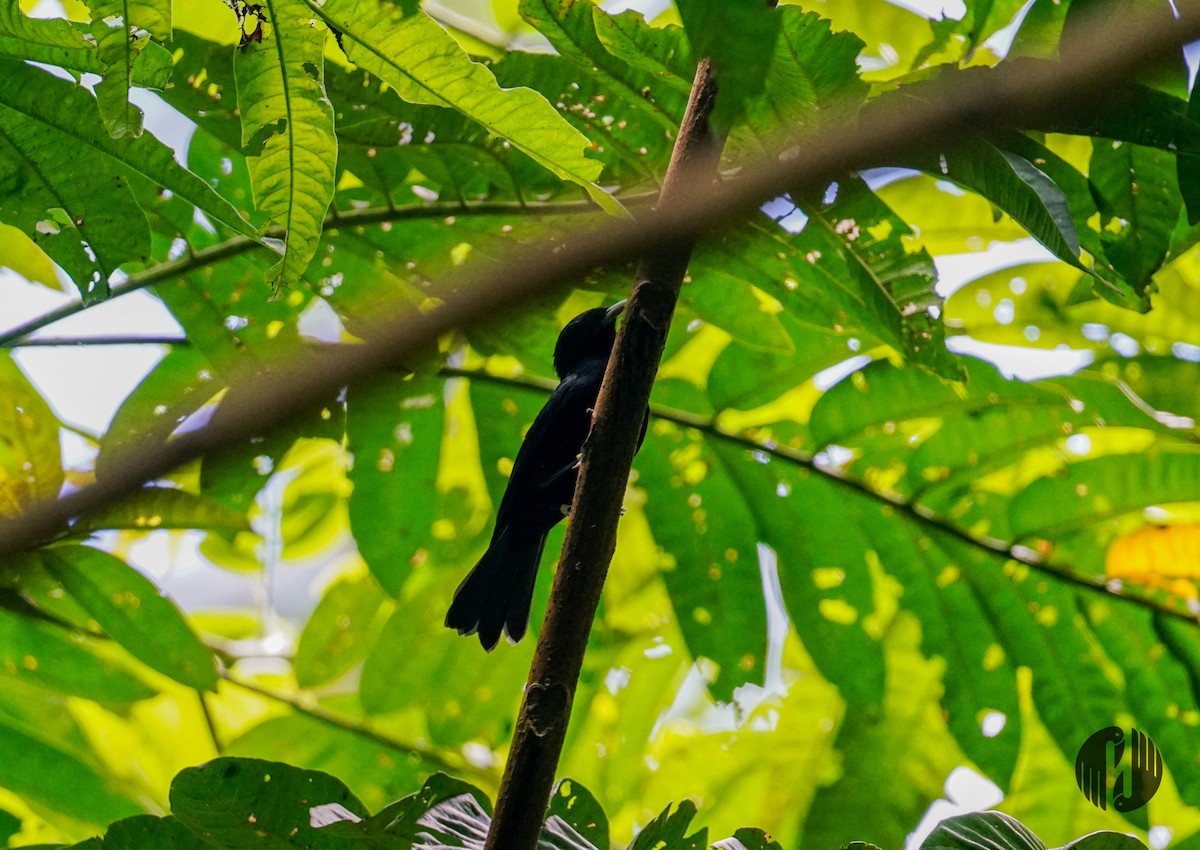 Tahiti Monarch - ML608952657