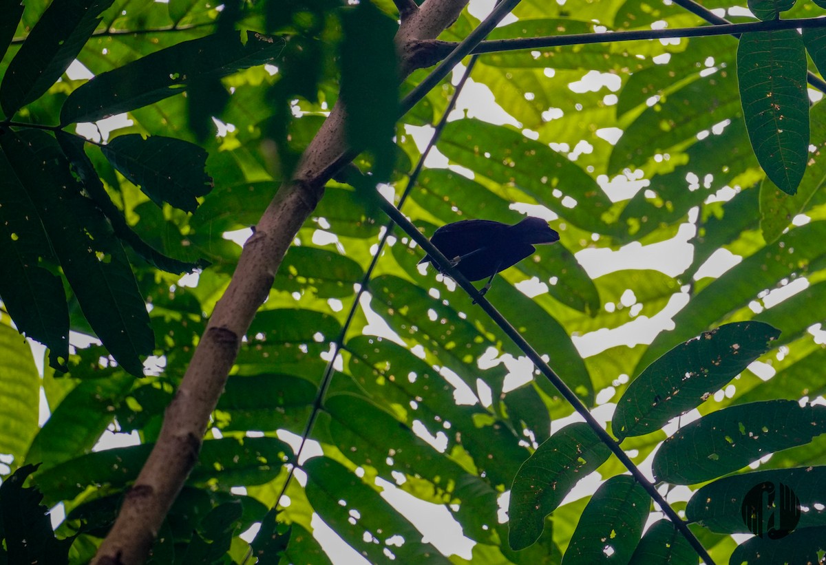 Tahiti Monarch - ML608952659