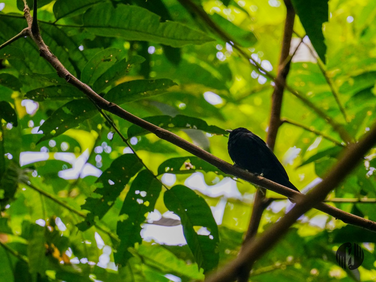 Tahiti Monarch - Holly Garrod