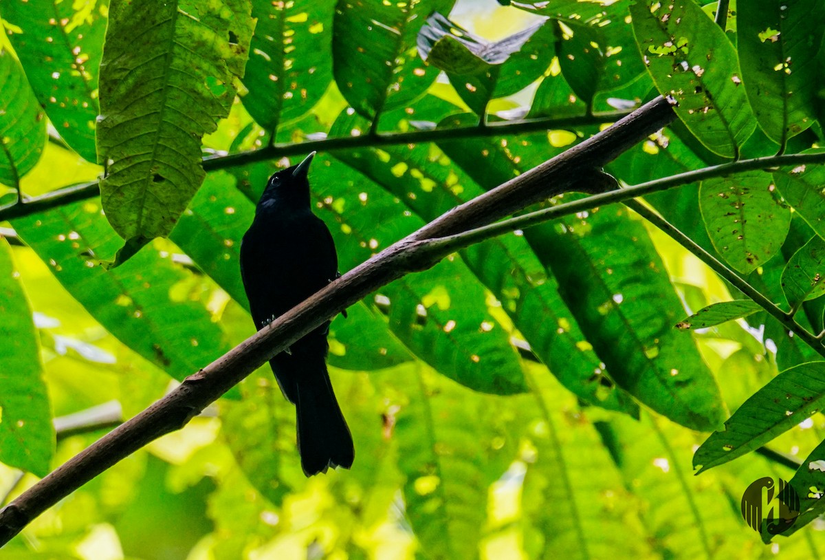 Tahiti Monarch - ML608952663