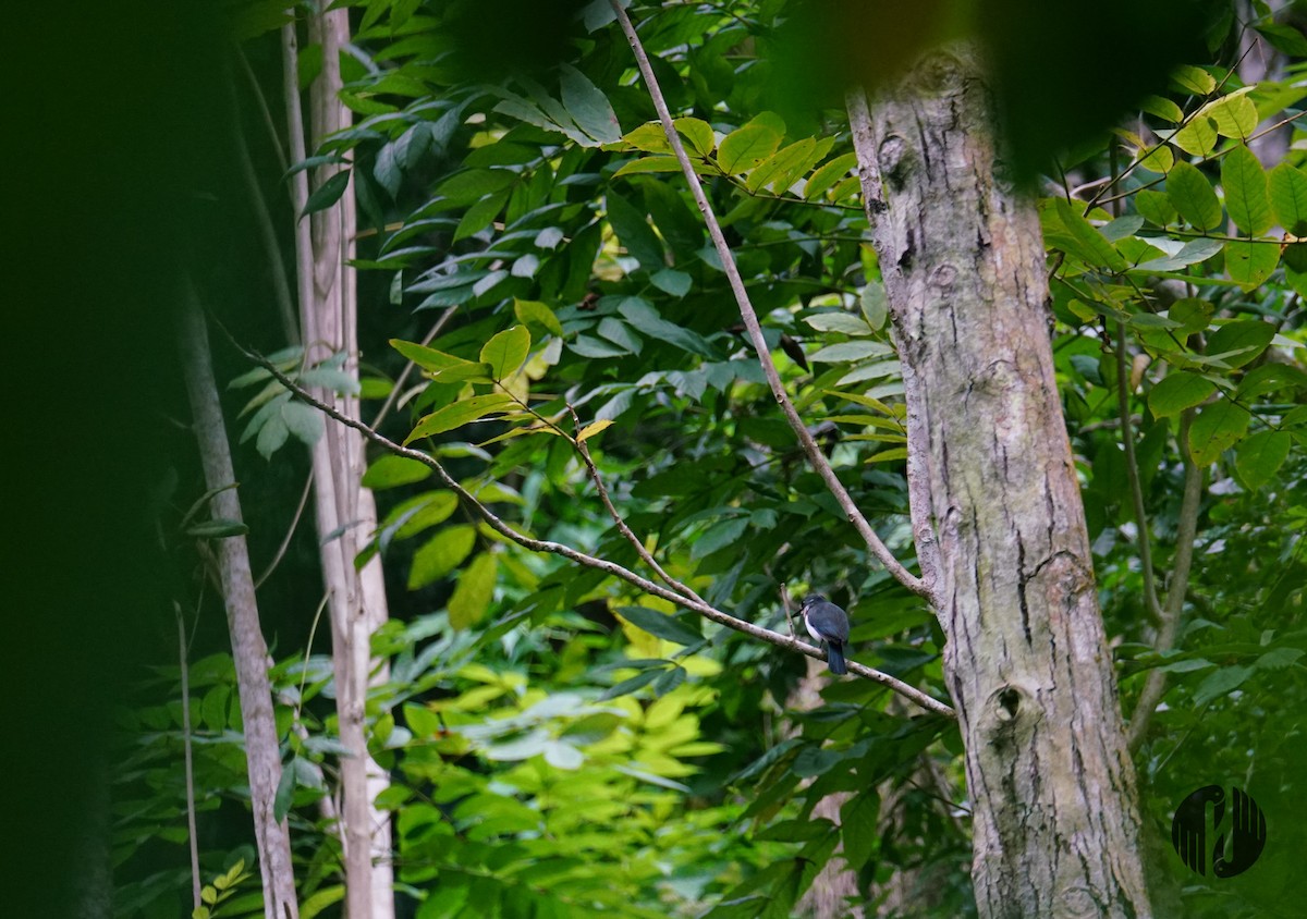 Society Kingfisher (Tahiti) - ML608952667