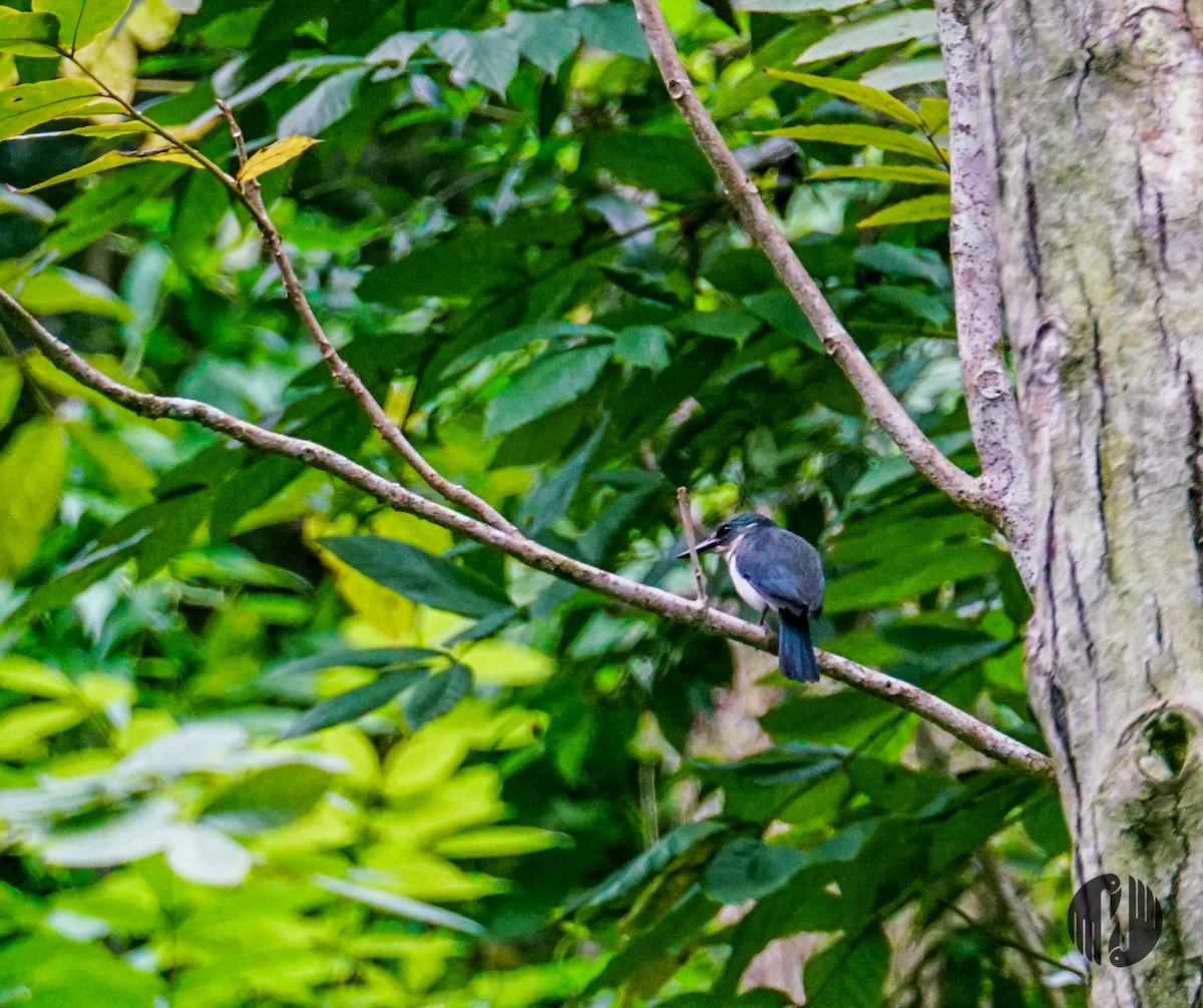 Society Kingfisher (Tahiti) - Holly Garrod
