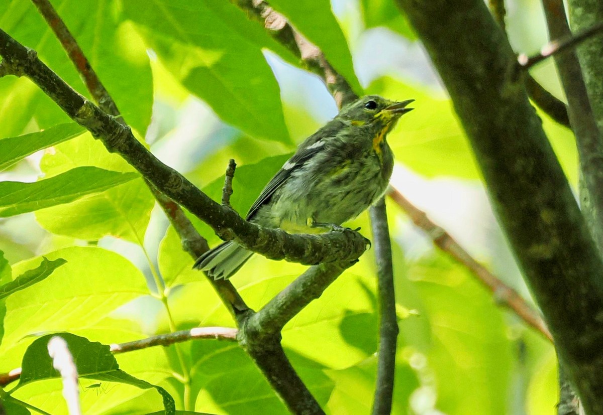 Black-throated Green Warbler - ML608952671
