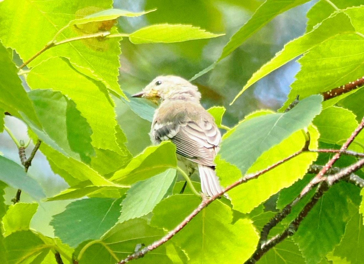 Black-throated Green Warbler - ML608952672