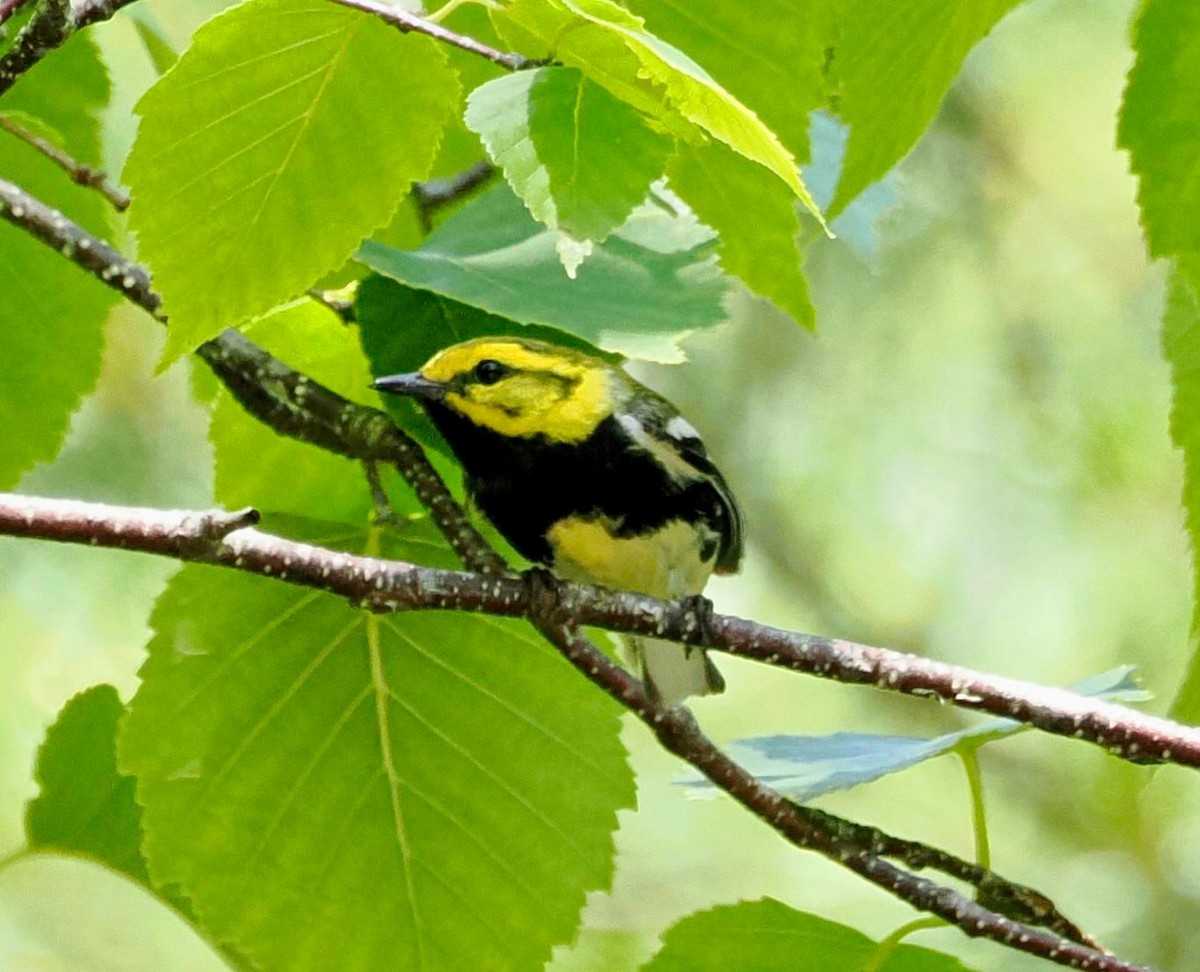 Black-throated Green Warbler - ML608952674