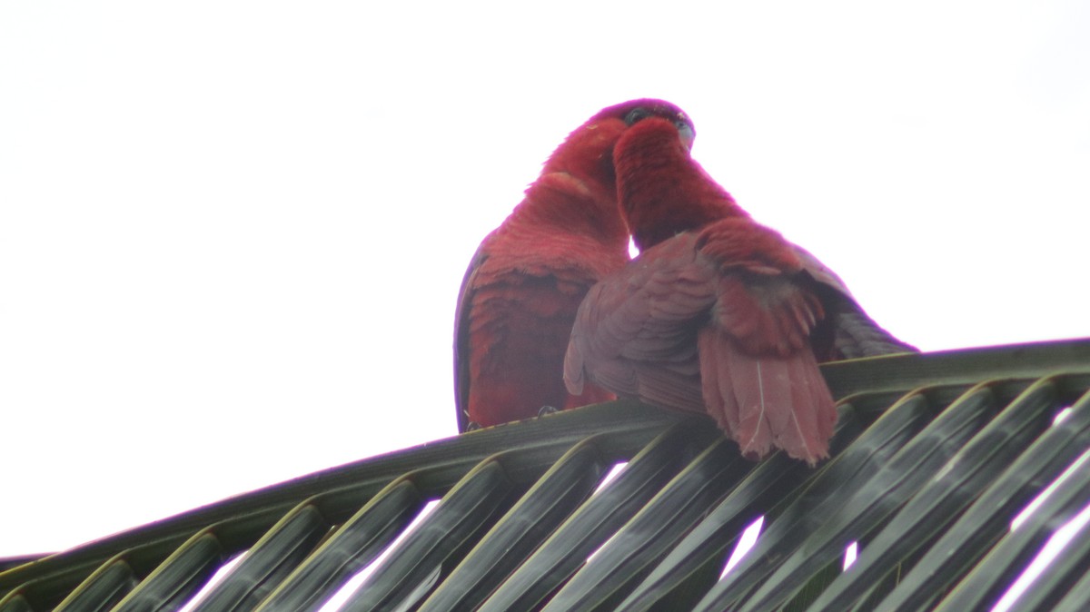 Cardinal Lory - ML608952686