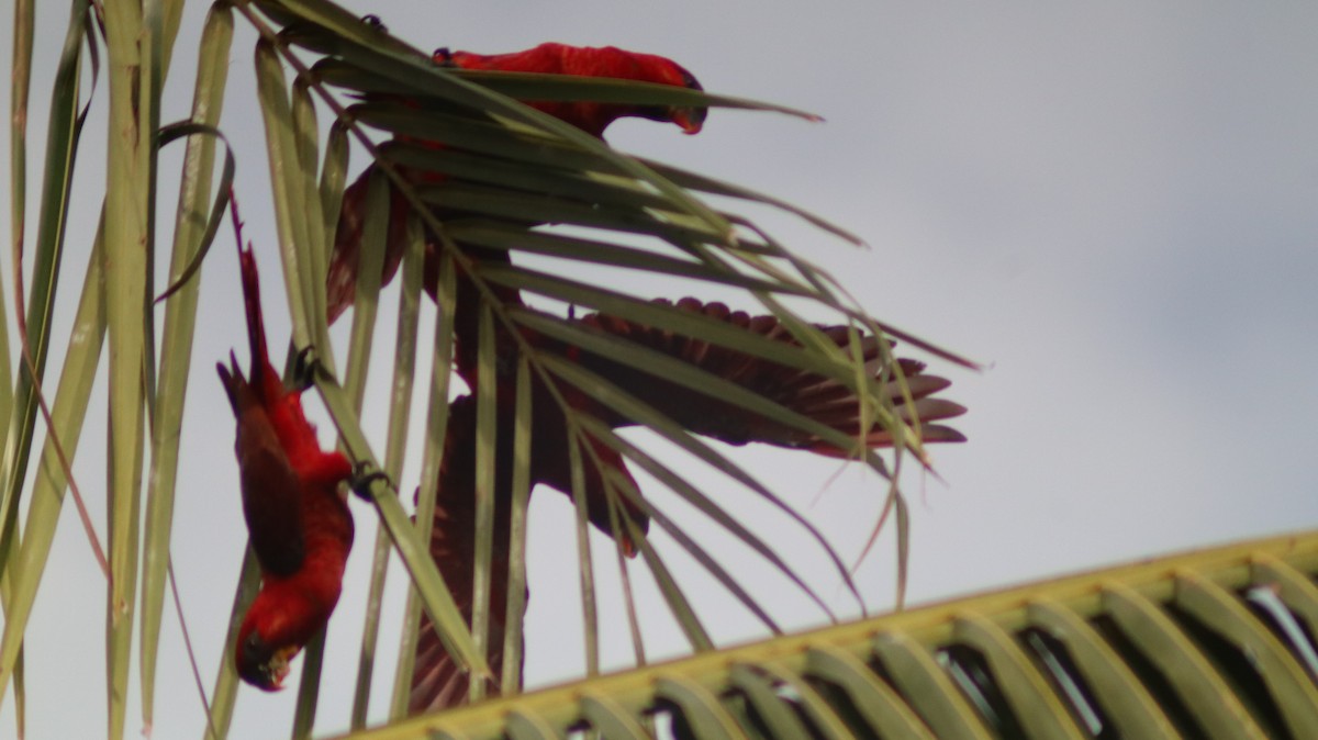 Cardinal Lory - ML608952704