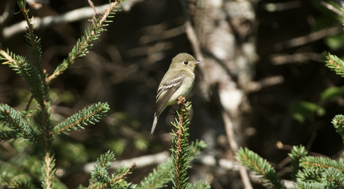 Least Flycatcher - Paul Gould