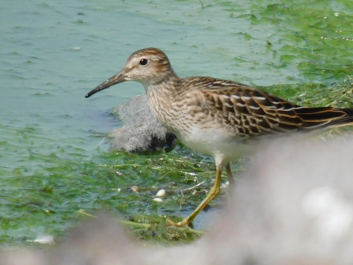 Pectoral Sandpiper - ML608952734