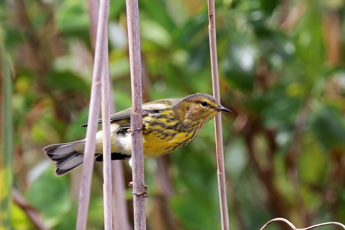 Cape May Warbler - Ming P.