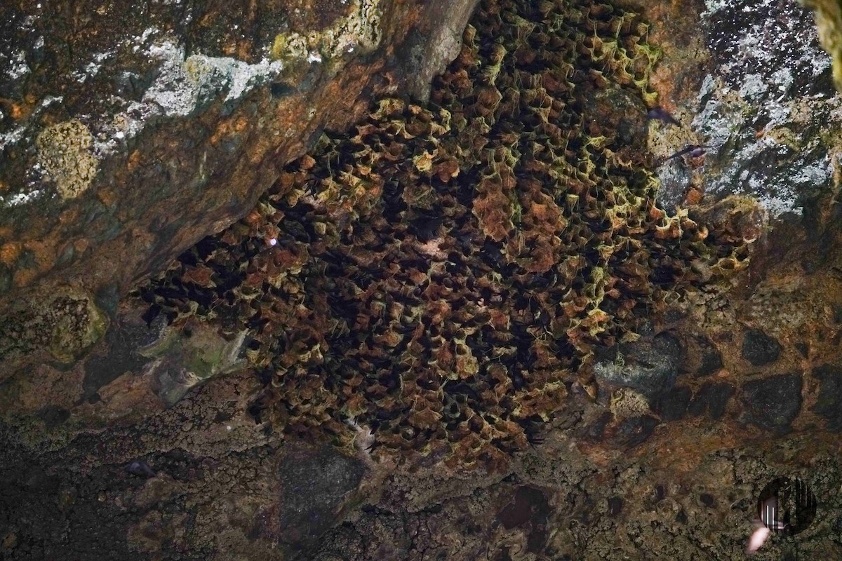 Tahiti Swiftlet - ML608952815