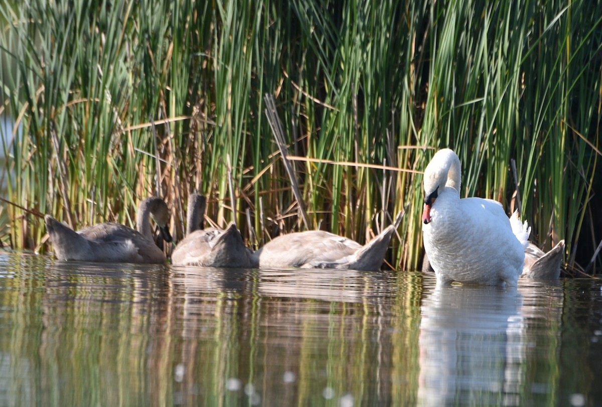 Mute Swan - Andrea Heine