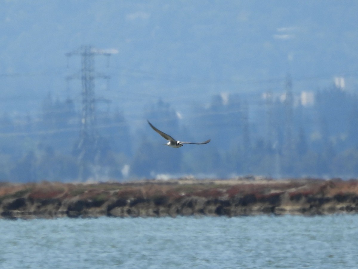 Black Tern - Teale Fristoe