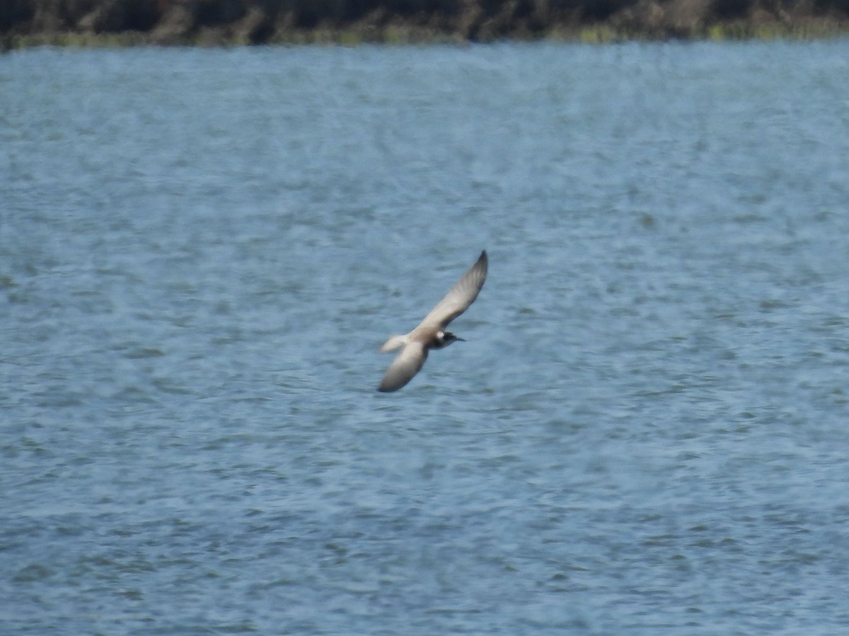 Black Tern - Teale Fristoe