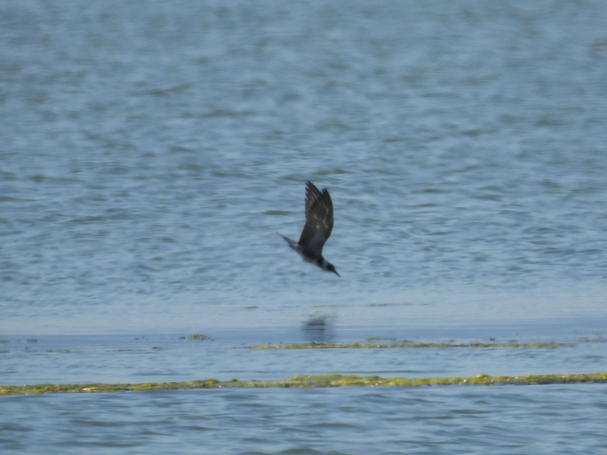 Black Tern - Teale Fristoe