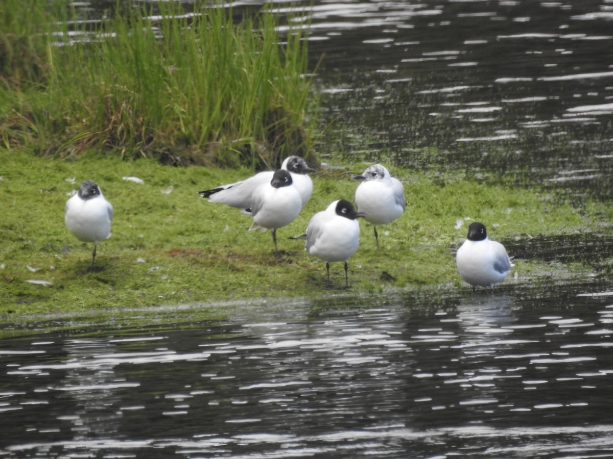 Andean Gull - ML608952876