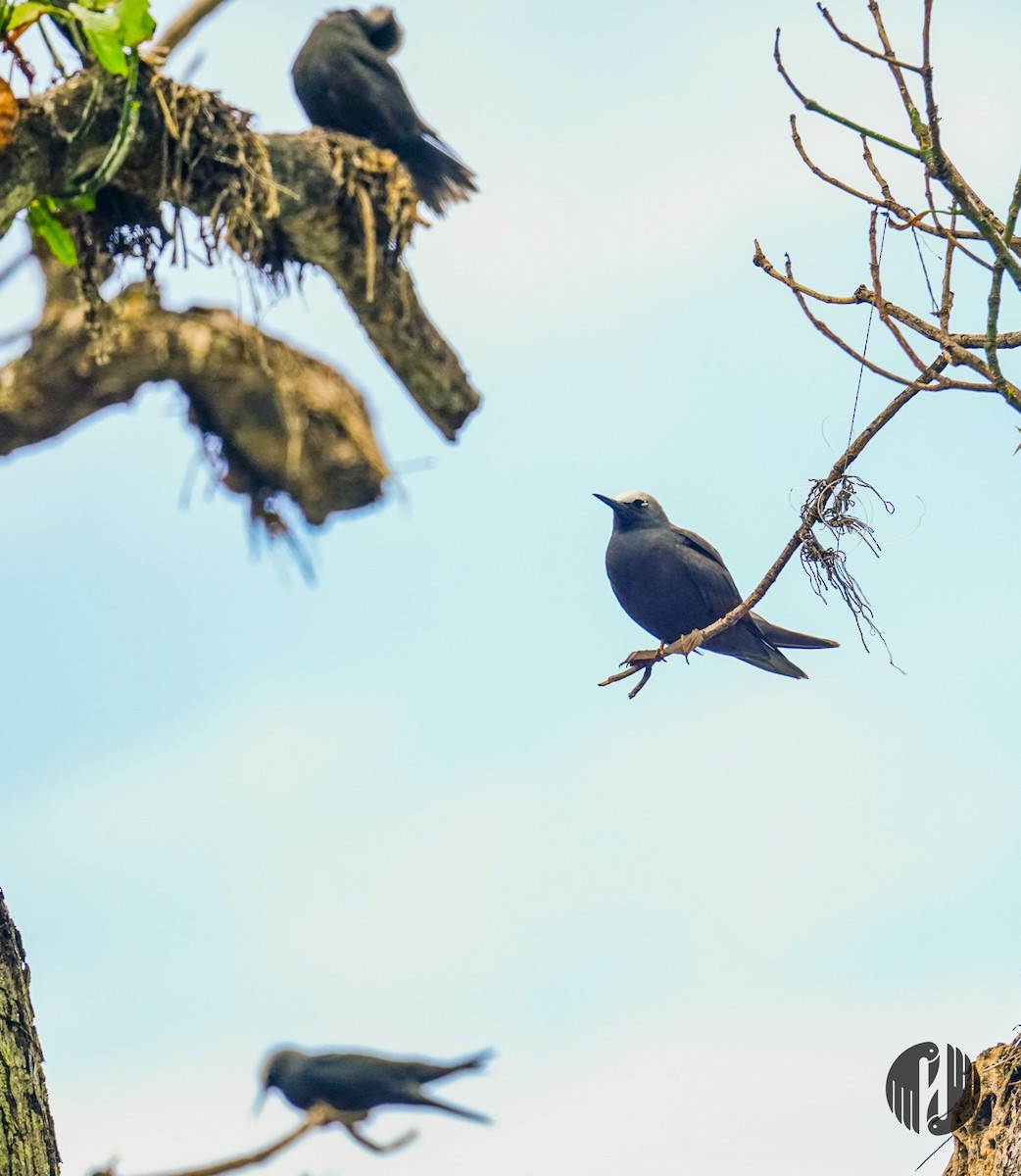 Black Noddy - Holly Garrod