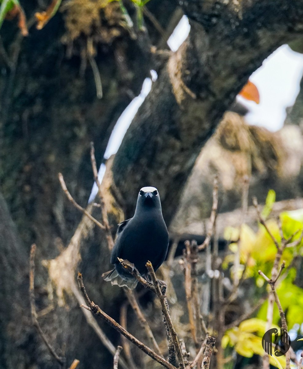 黑玄燕鷗 - ML608952887