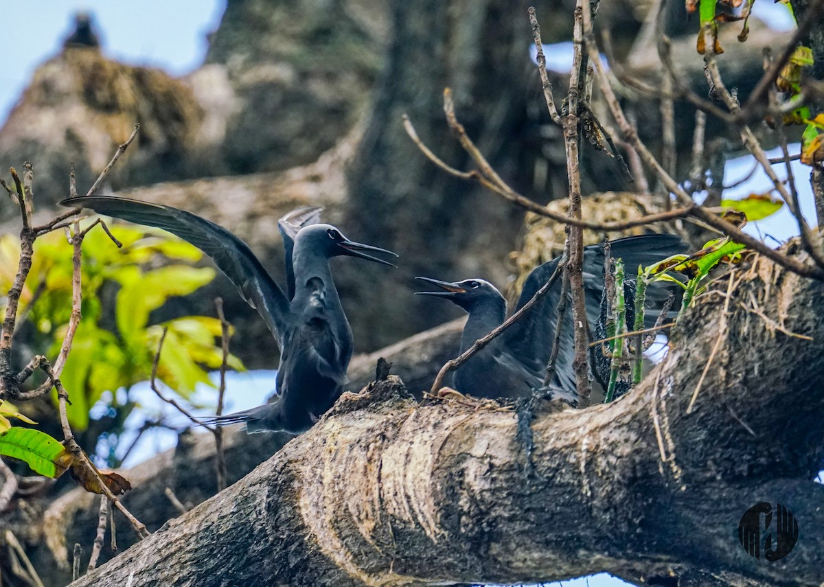 黑玄燕鷗 - ML608952888