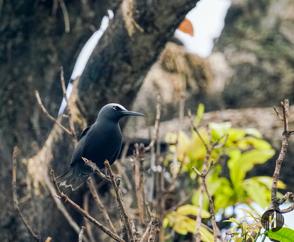 黑玄燕鷗 - ML608952889