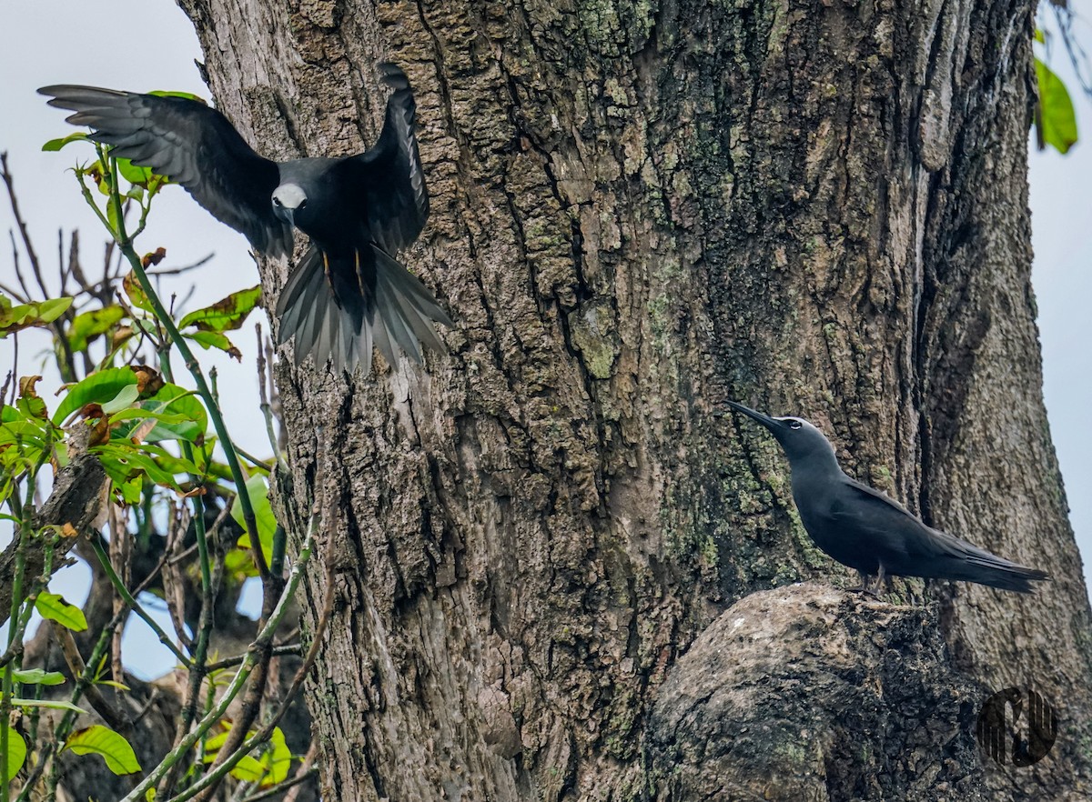 黑玄燕鷗 - ML608952890