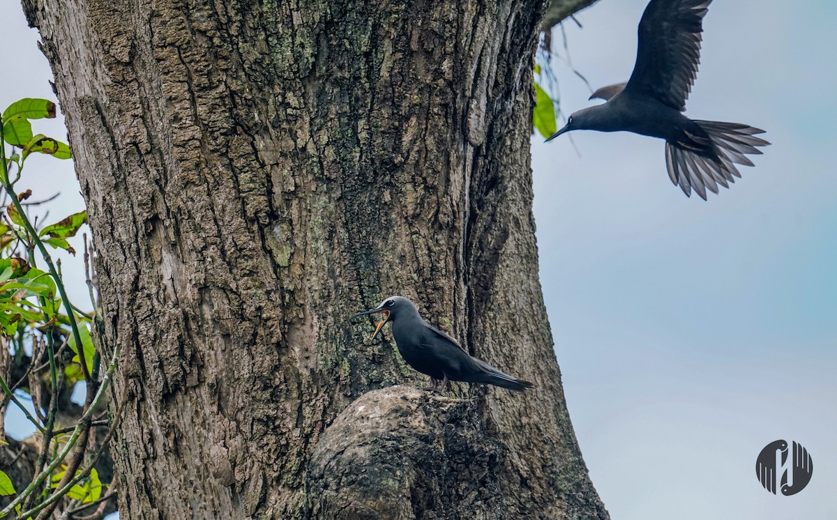 黑玄燕鷗 - ML608952891