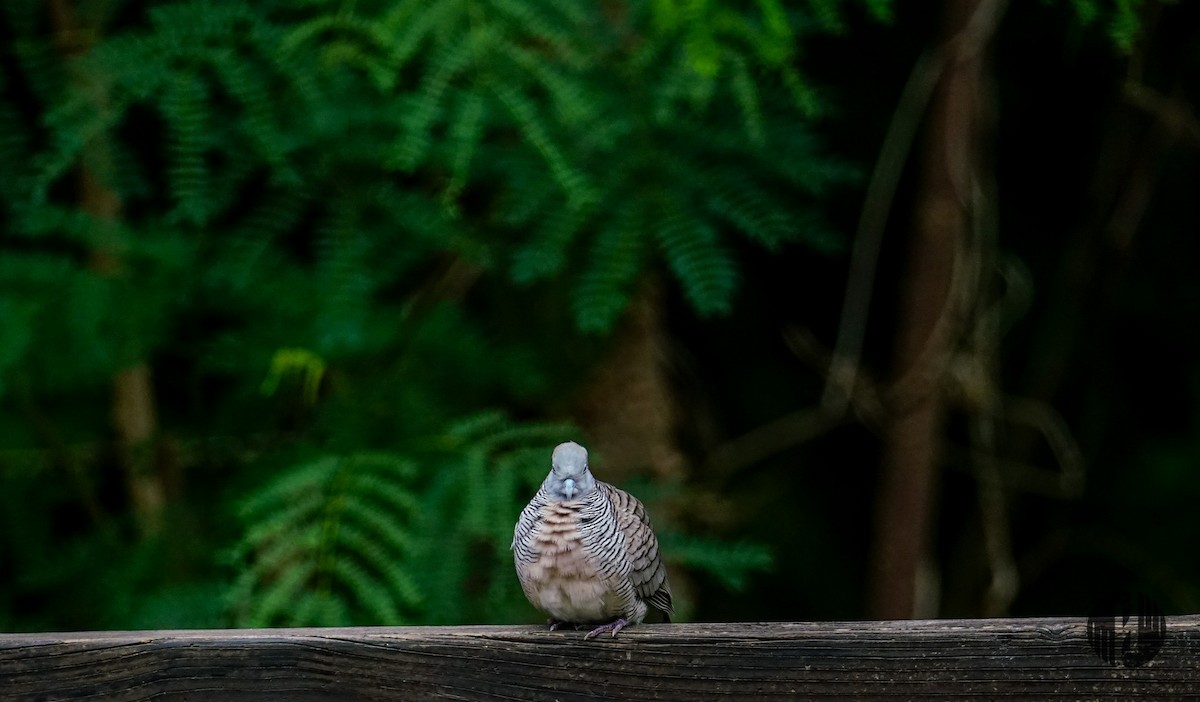 斑馬鳩 - ML608952939