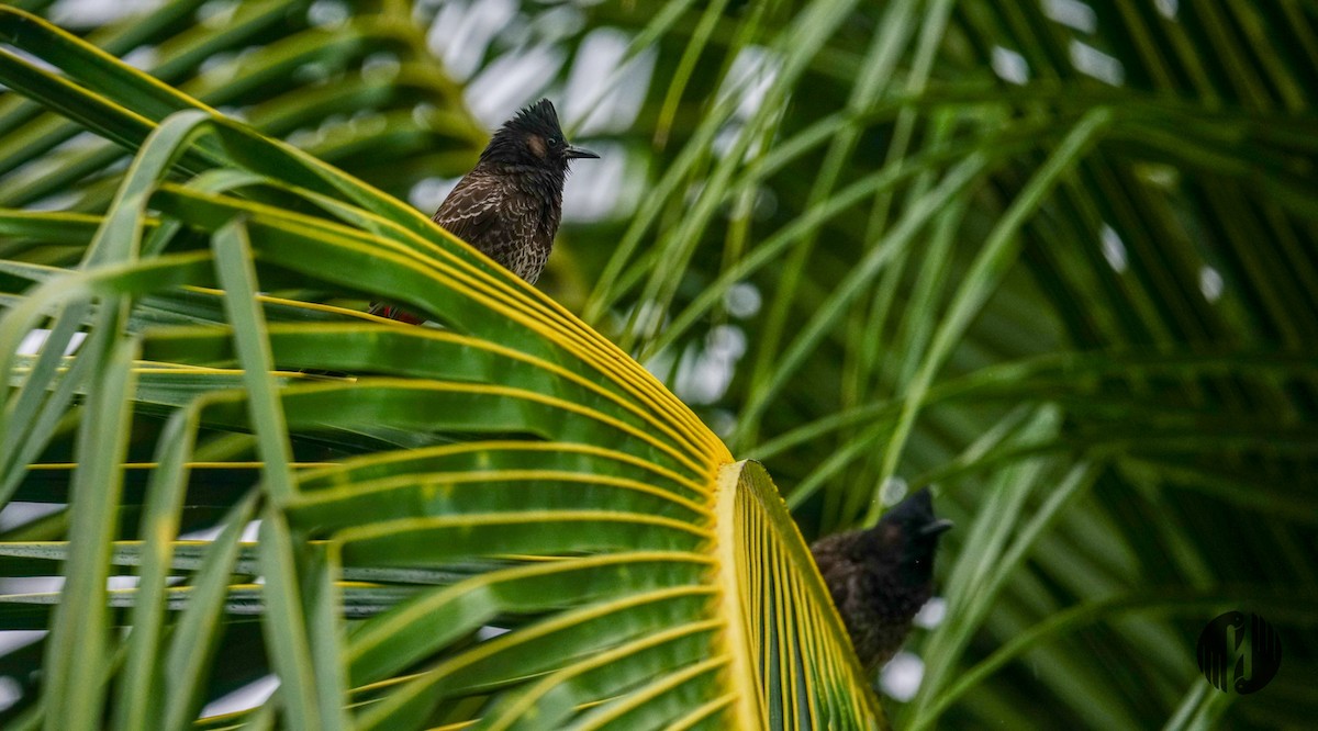 Red-vented Bulbul - Holly Garrod