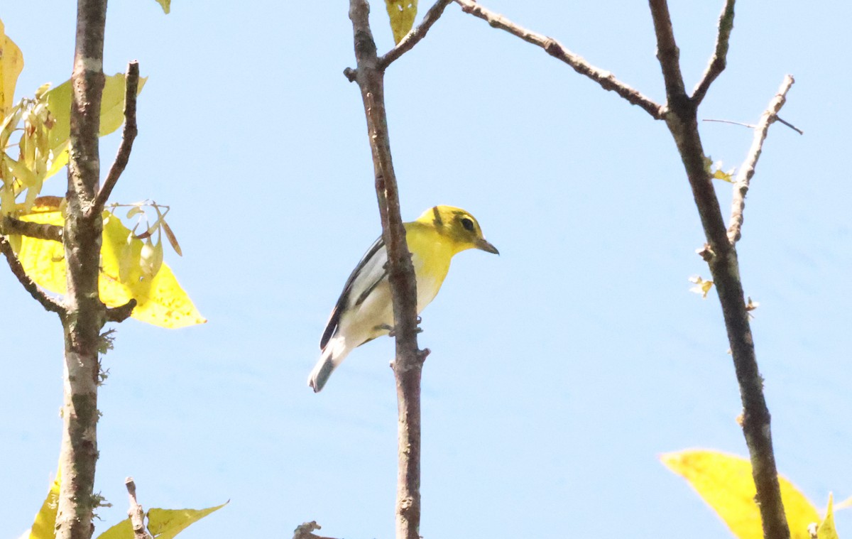 Yellow-throated Vireo - Sarah Morris