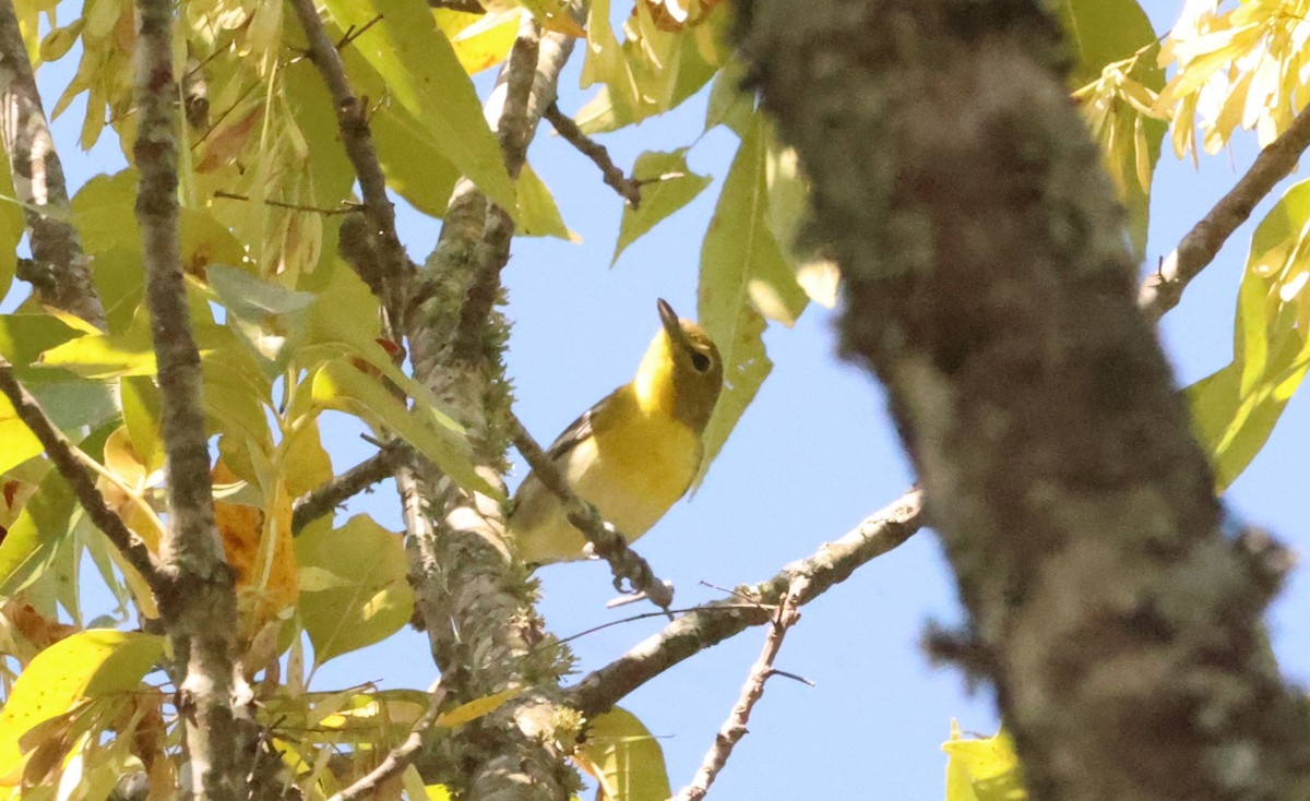 Yellow-throated Vireo - Sarah Morris