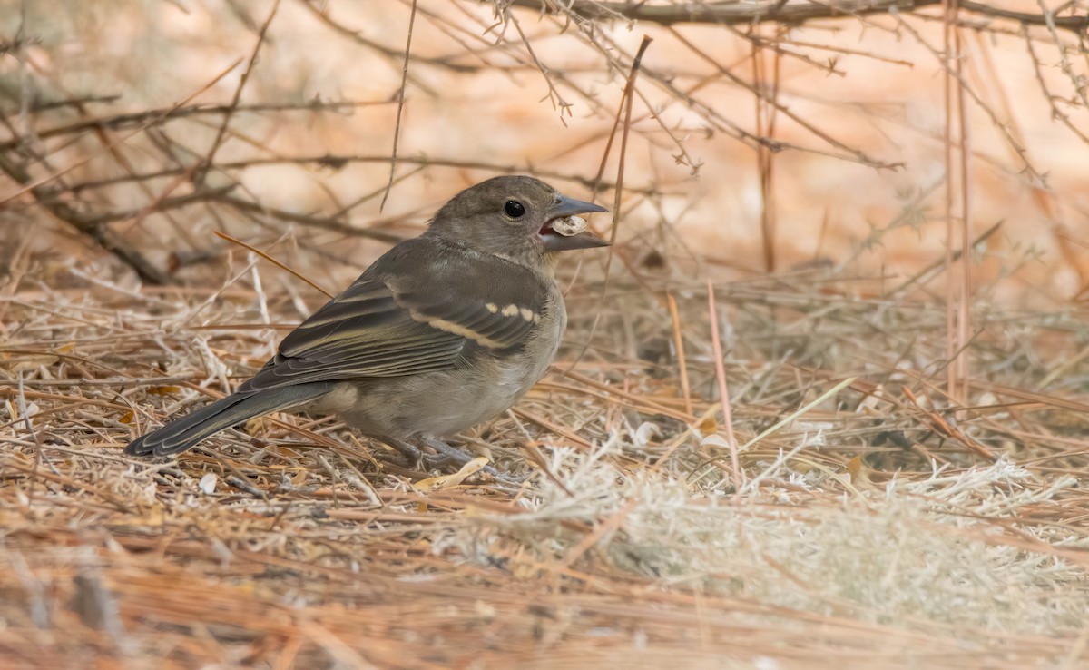 Gran Canaria Blue Chaffinch - Andrés  Rojas Sánchez