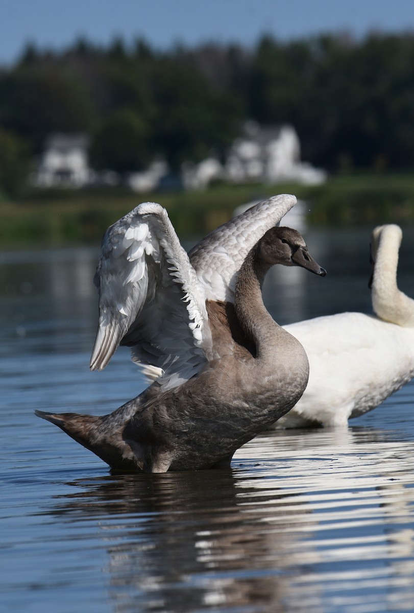 Cygne tuberculé - ML608953083