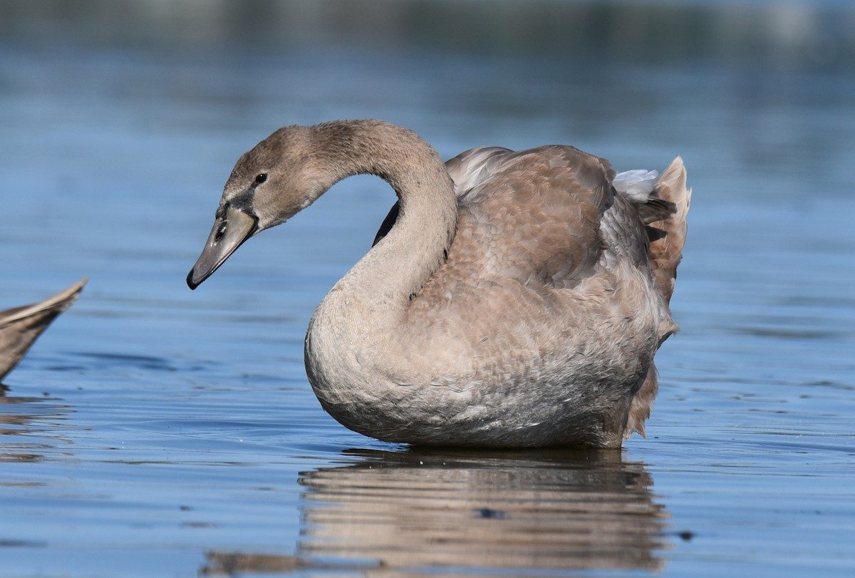 Mute Swan - ML608953084