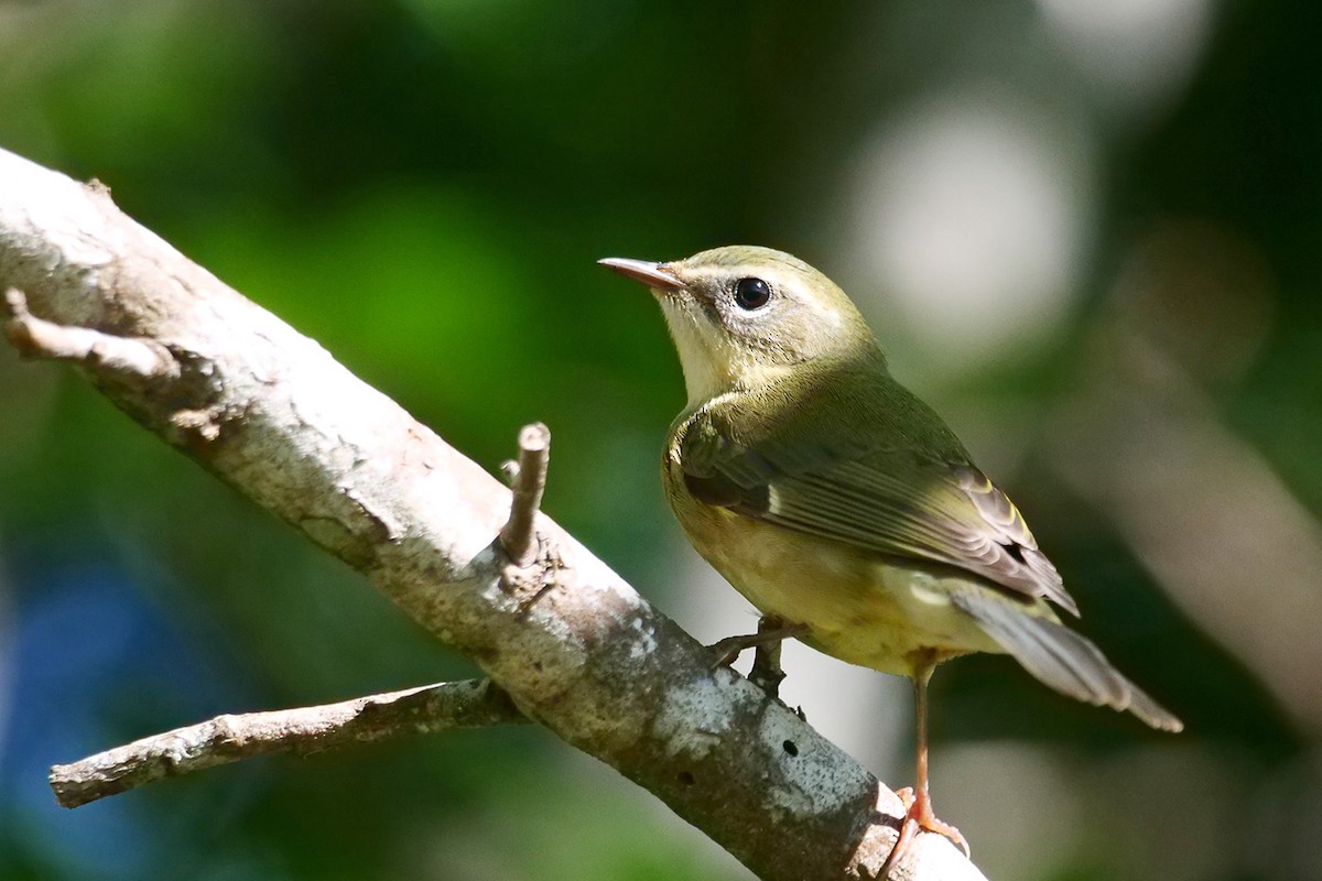 Black-throated Blue Warbler - ML608953115