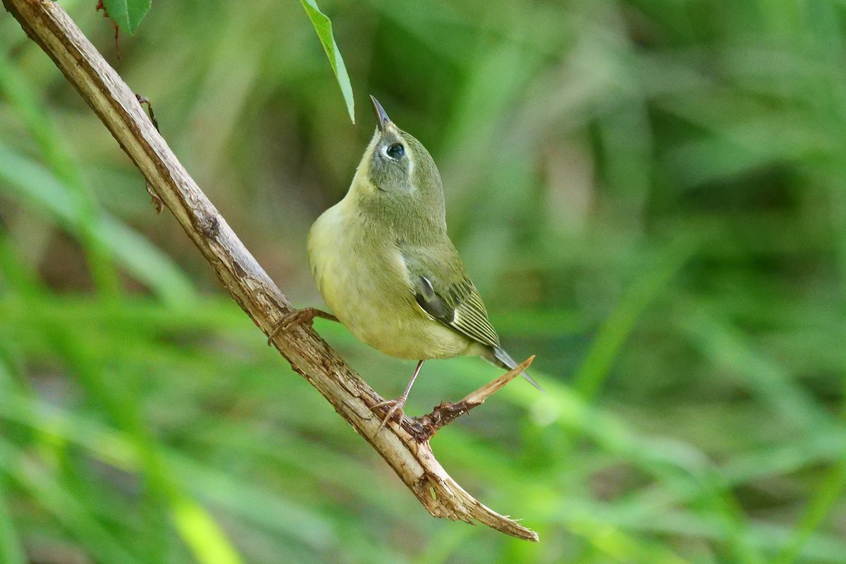 Black-throated Blue Warbler - ML608953123