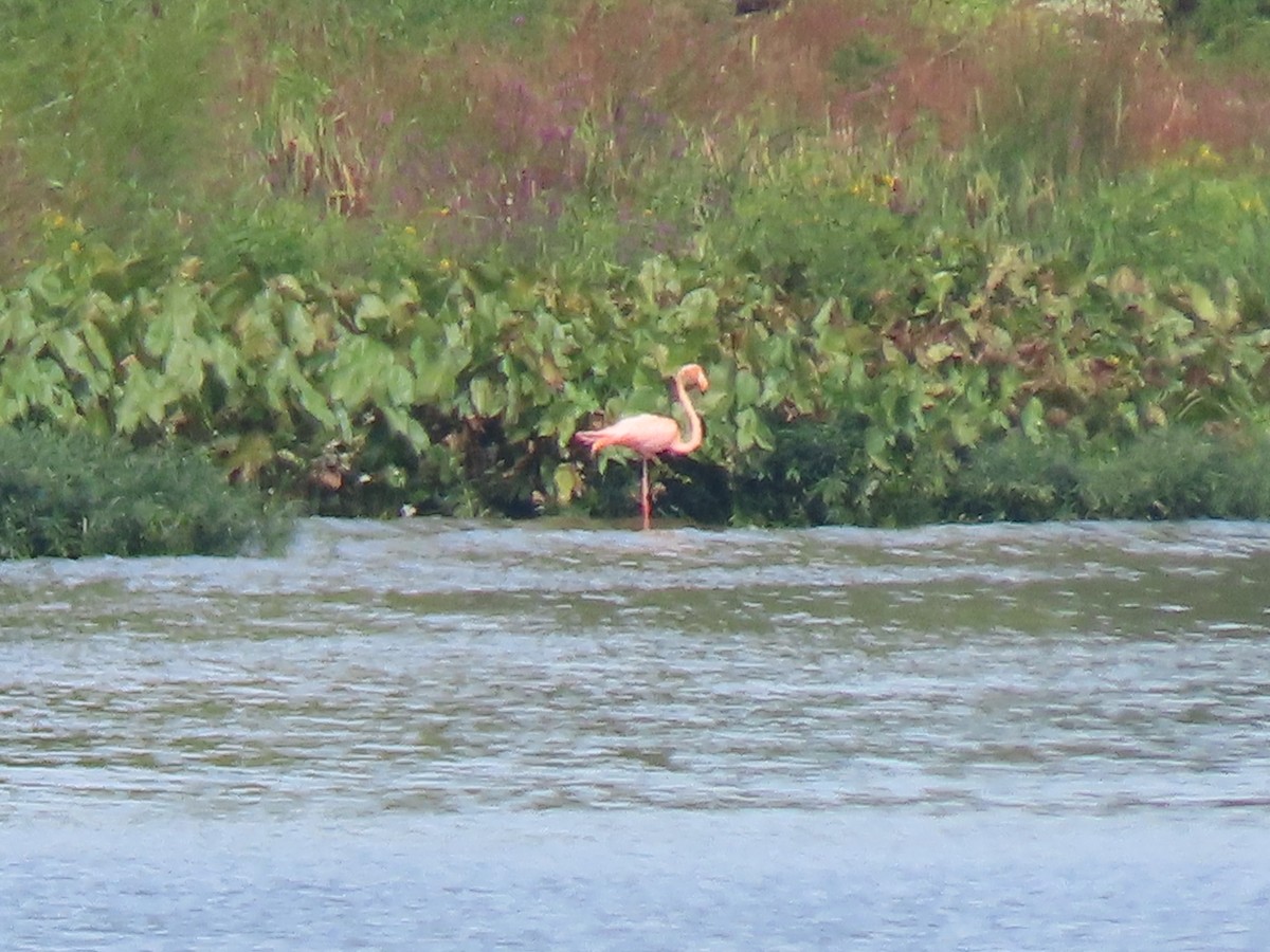 American Flamingo - ML608953128