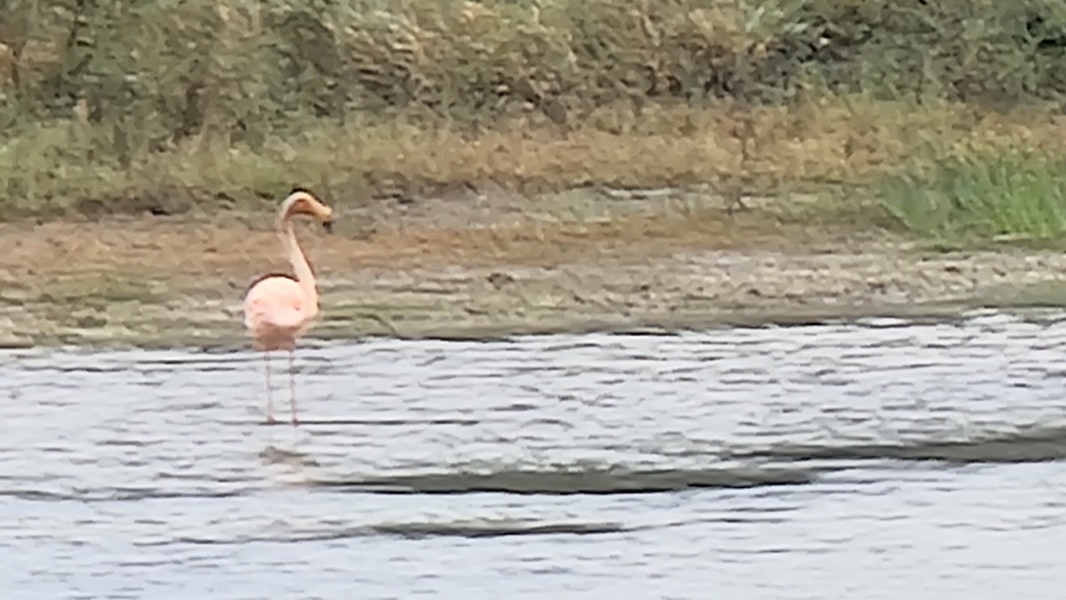 American Flamingo - kyle chelius