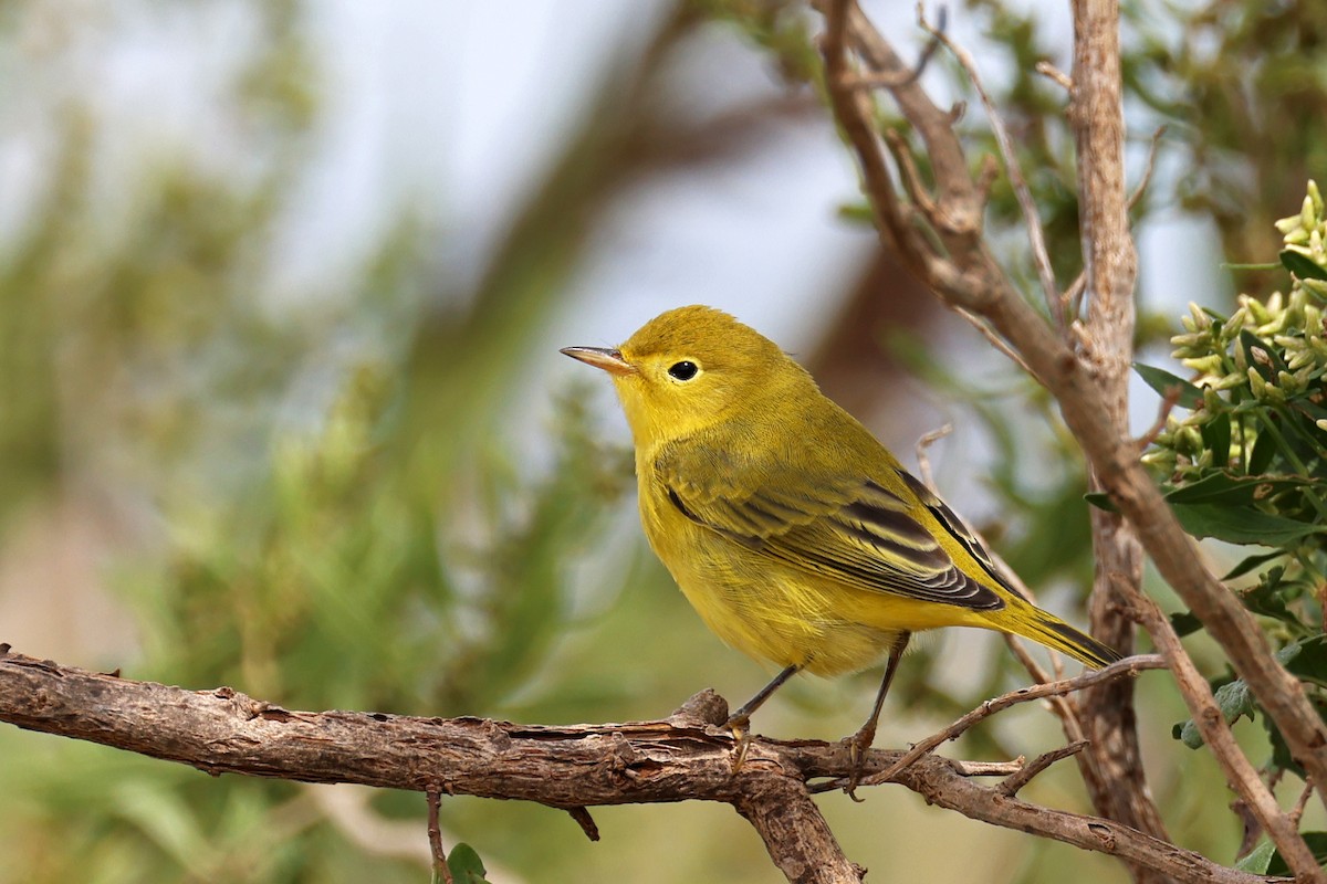 Yellow Warbler - ML608953147