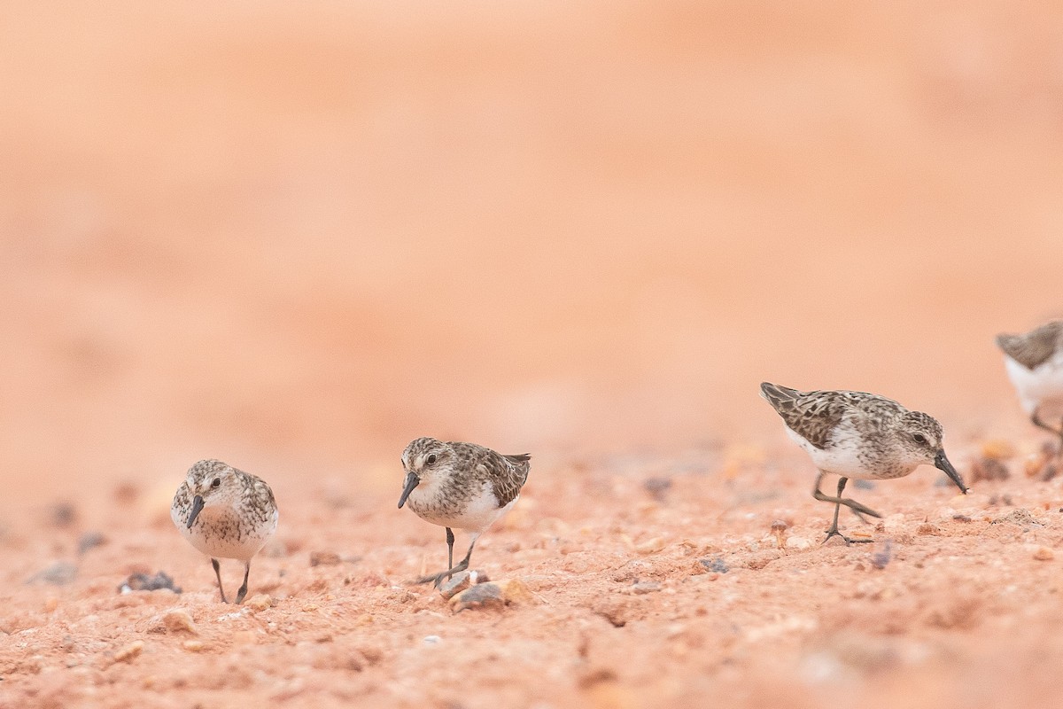 Semipalmated Plover - ML608953148
