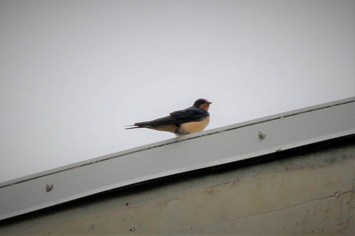 Barn Swallow - ML608953171