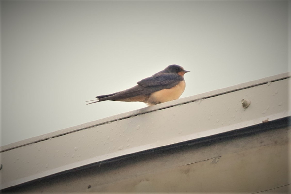 Barn Swallow - ML608953172