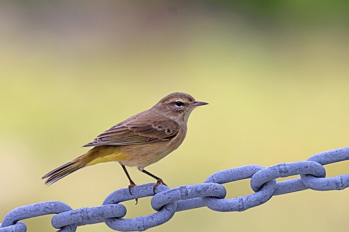 Palm Warbler - ML608953291