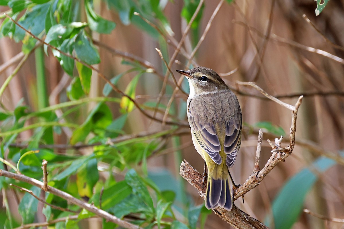 Palm Warbler - ML608953292