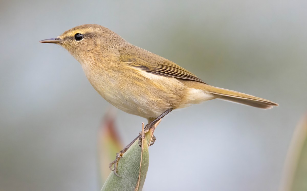 Canary Islands Chiffchaff - Andrés  Rojas Sánchez