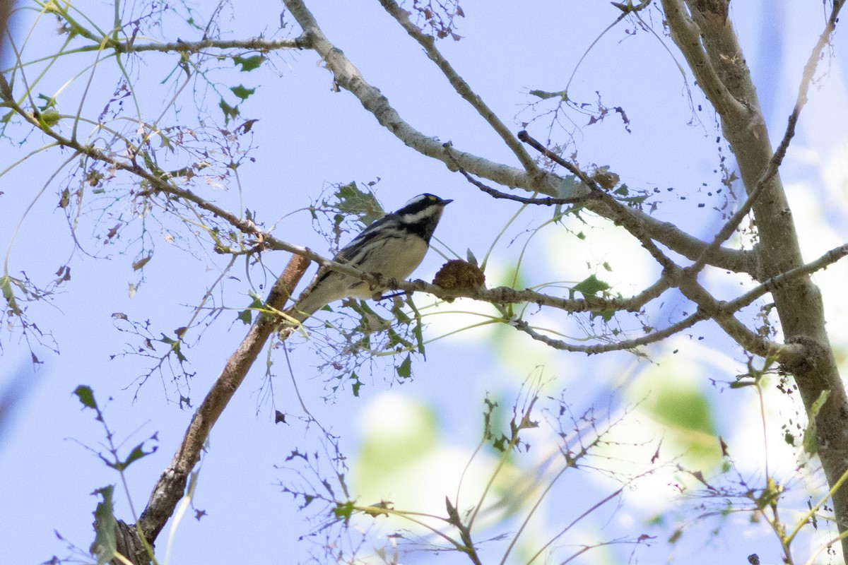 Black-throated Gray Warbler - ML608953400
