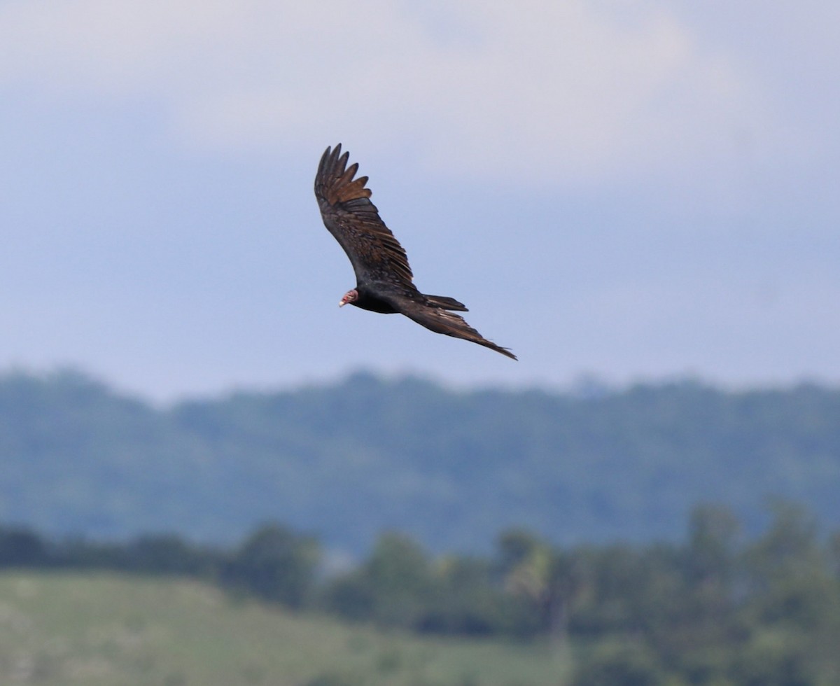 Turkey Vulture - ML608953472